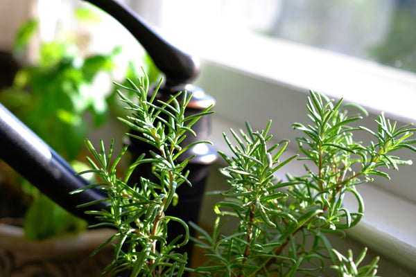 Nourishing the Body, Mind, and Soul: Exploring the Health Benefits of Freshly Grown Herbs